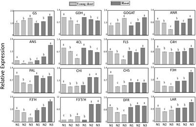 Accumulation of Amino Acids and Flavonoids in Young Tea Shoots Is Highly Correlated With Carbon and Nitrogen Metabolism in Roots and Mature Leaves